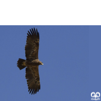 گونه عقاب صحرایی Aquila nipalensis